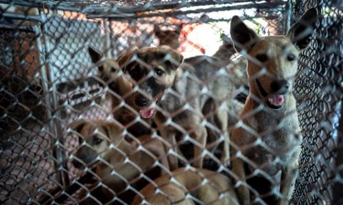 Want to truly have empathy for animals? Stop owning pets | Troy Vettese | The Guardian Want to truly have empathy for animals? Stop owning pets | Troy Vettese | The Guardian