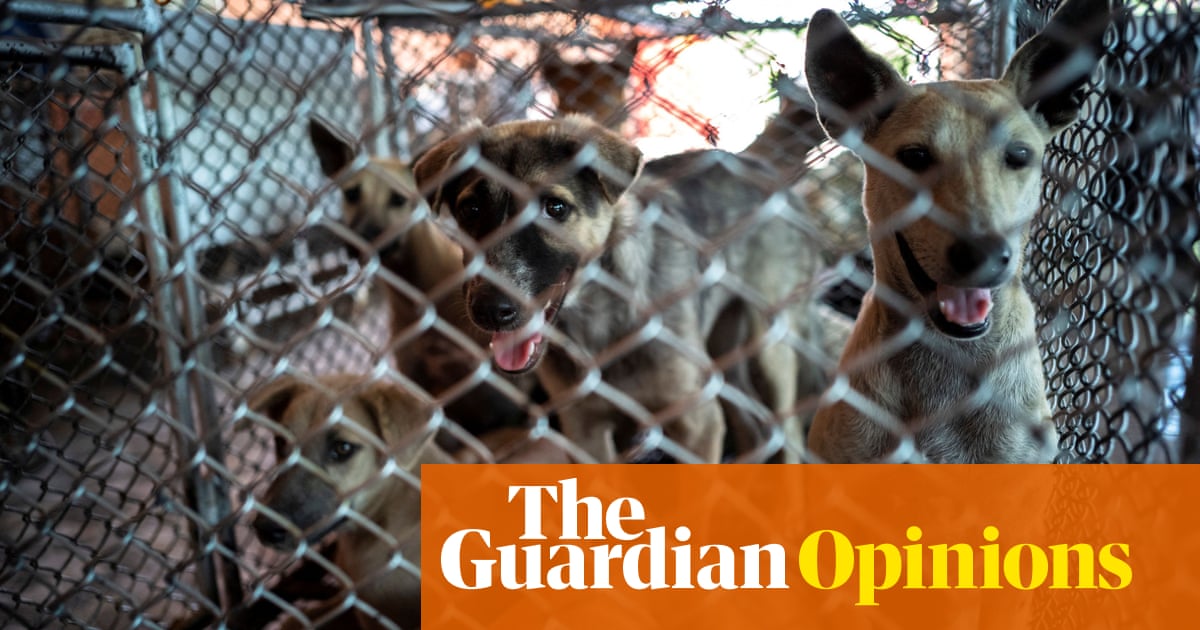 Want to truly have empathy for animals? Stop owning pets | Troy Vettese