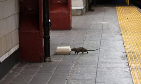 A rat sniffs a box with food in it on the platform at the Herald Square subway station in New York City.