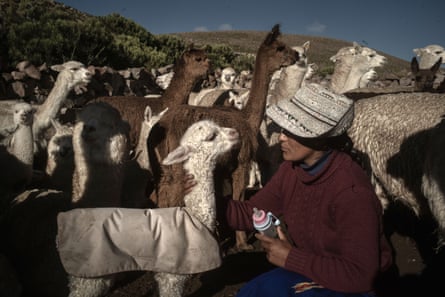 A man holding a baby bottle sits with a young alpaca with the herd