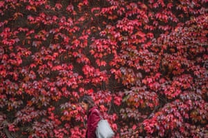 A pedestrian walks by a wall of red autumn leaves