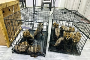 Rescued cheetah cubs are seen in cages in Berbera, Somaliland. The government has rescued eleven cheetah cubs from wildlife traffickers in what conservationists are calling “one of the largest confiscations of the species to date,”. The cubs were found stuffed inside bags being transported in a small dhow off the Berbera coast. The cubs were later transferred to a rescue facility run by the Cheetah Conservation Fund