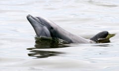 A bottlenose dolphin raises its head of the water