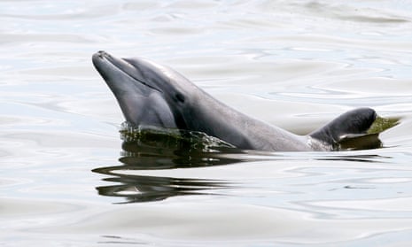 A bottlenose dolphin raises its head of the water