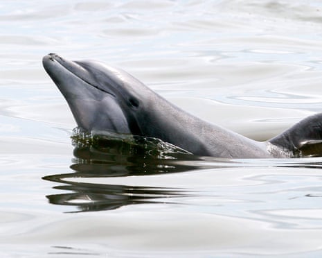 A bottlenose dolphin raises its head of the water