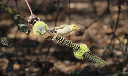 The bookleaf mallee, sporting its fluorescent yellow blooms (Eucalyptus kruseana) with a white-plumed honeyeater visitor.