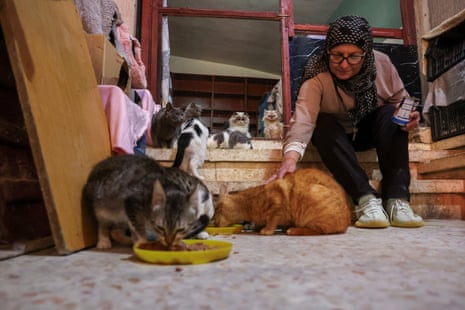 दो बिल्लियाँ फर्श पर रखे कटोरे से खा रही हैं और एक महिला उनमें से एक को पाल रही है।