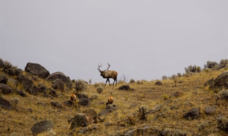 ‘Although Pendley has been acting director of the Bureau of Land Management since last July, his official nomination will give him troubling new authority and political clout.’