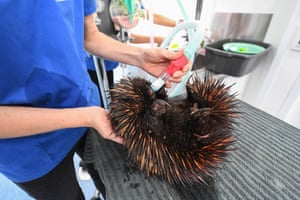An echidna is attended to in the Byron Bay Mobile wildlife hospital having been found injured beside a road after heavy rain in Byron Bay, Australia