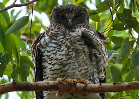 A powerful owl with chicks pictured nesting in inner-city Brisbane.