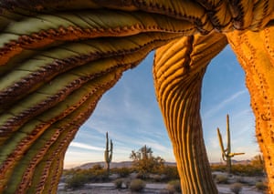 Frost damaged saguaro cactus in the South Maricopa Mountains Wilderness, US
