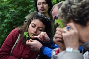 Urban Foraging - Food and medicinal plants course in central London