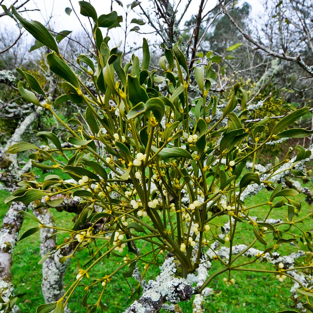 Natural chain that hangs the mistletoe | Plants | The Guardian