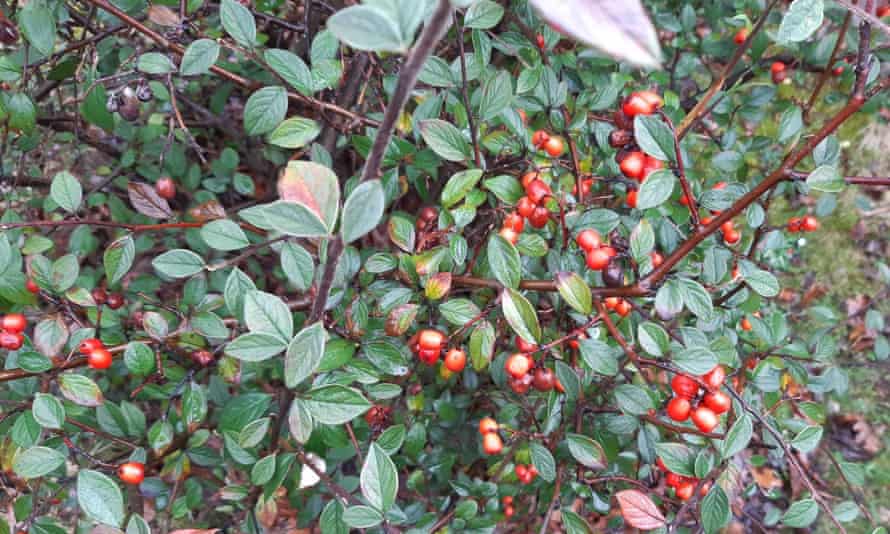 Cotoneaster bush