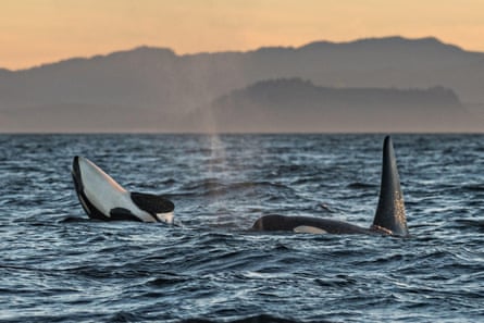 killer whales at sunset