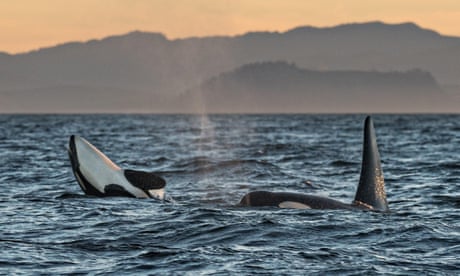 High levels of ‘forever chemical’ found in endangered orcas in Canada