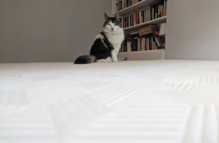 A cat sits on a Panda Hybrid Bamboo Mattress