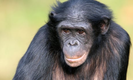 Female bonobo with crossed arms