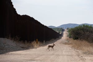Um cervo caminha perto da cerca da fronteira EUA-México em Sasabe, Arizona.