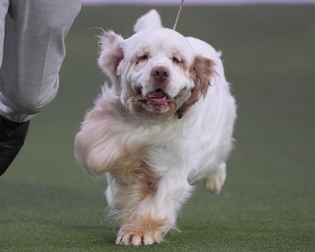 Clumber Spaniel