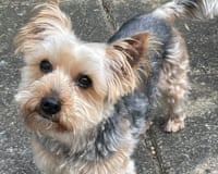 A cute little yorkshire terrier looking up at the camera