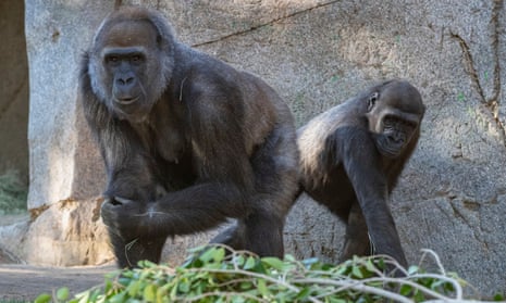 Gorillas at San Diego Zoo safari park. Vocal membranes allow other primates to make louder, higher-pitched calls than humans.