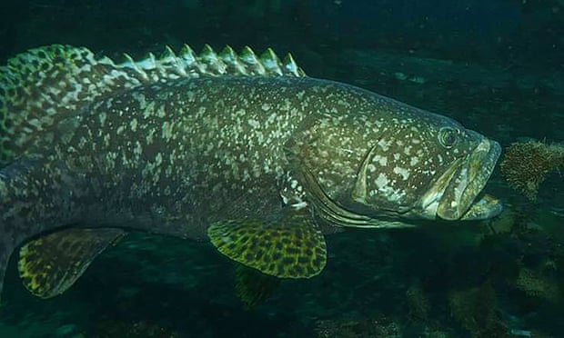 The Queensland groper fish spotted in New Zealand waters on Sunday after sea temperatures rose by several degrees on average.