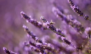 Honey bees on lavendar