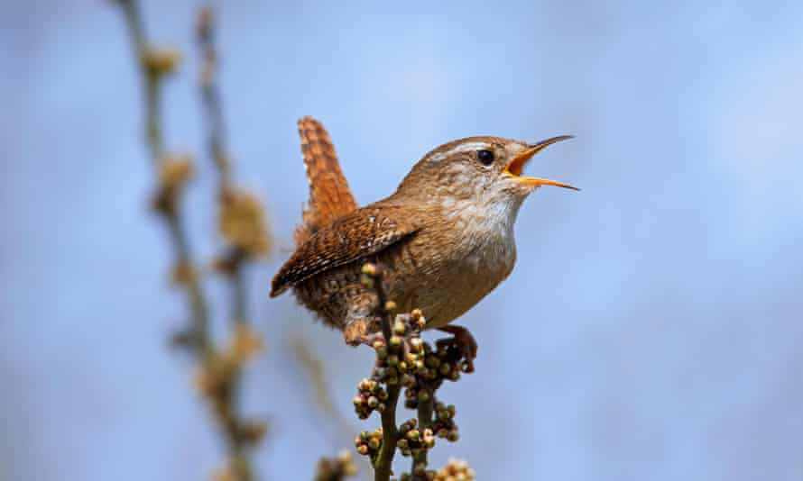 Eurasian wren