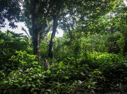 A leafy green rainforest landscape