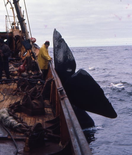 Cheyne Beach Whaling Co Whale alongside ship, late 1970’s