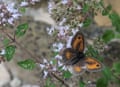 A gatekeeper butterfly in the garden at John Clare cottage.