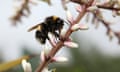 A bee on a flower