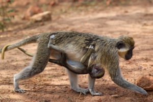 A vervet monkey carries its baby at the Bandia Wildlife Reserve near Dakar, Senegal. As the rainy season begins, vervet monkeys, one of the most widespread primate species in Sub-Saharan Africa, enter a period of births following a 5.5-month gestation. The newborns spend most of their time nursing and clinging tightly to their mothers, offering remarkable moments for wildlife observers