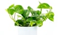 A potted pothos plant.