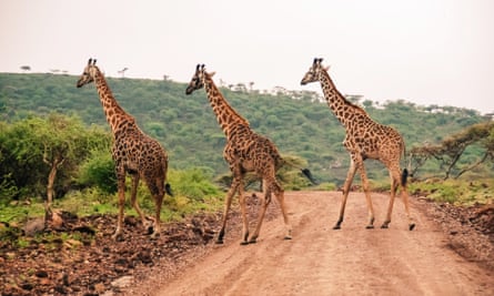 Three giraffes, Ngorongoro