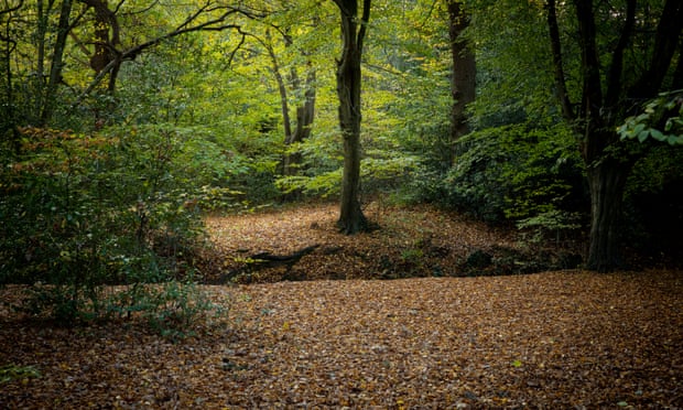 Epping Forest. Autumn project. London. Photograph by David Levene. 28/10/18