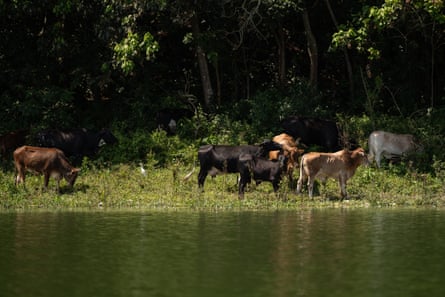 Cattle graze on the shore of a green-colouted lake.