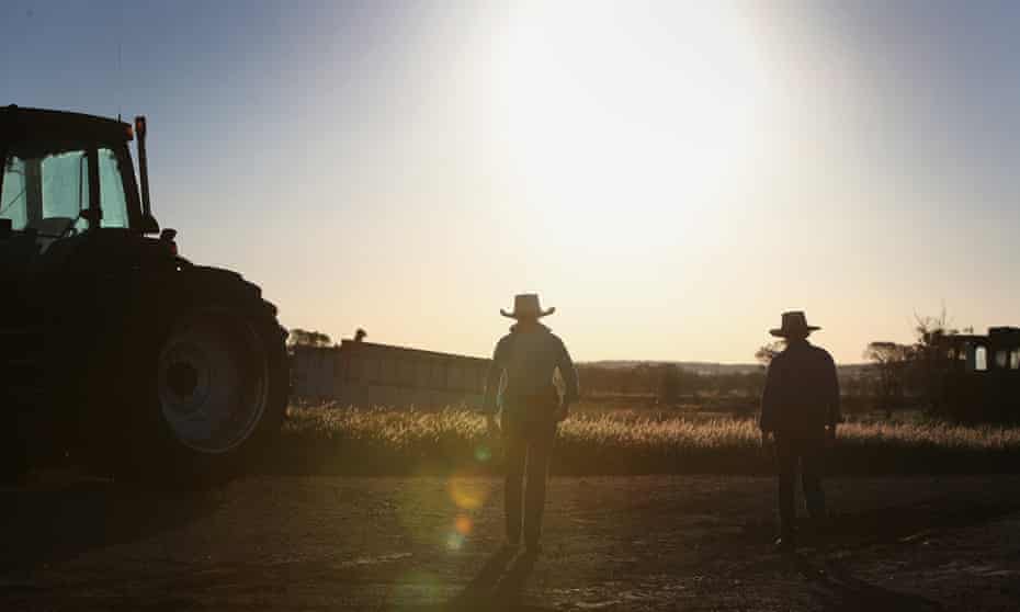 Two farmers walk toward the cattle yards