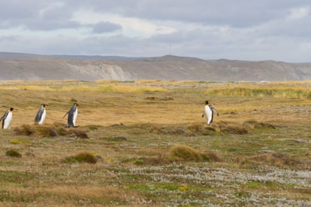 Four penguins in a grassy landscape