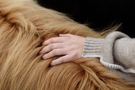 A person brushing a Highland cow