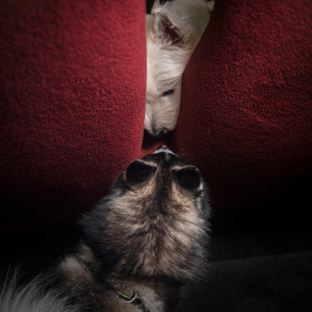 The heads of two dogs, facing each other between the seats, at the Hackney Picturehouse in London