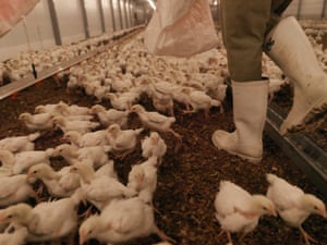 Tumaini Kisirieli Kinyaha herds chicks to keep them active and prevent them from crowding in groups.