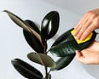 Houseplant hacks: do plant care kits actually work?