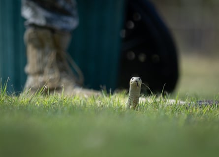 A snake in the grass with its head partially raised.