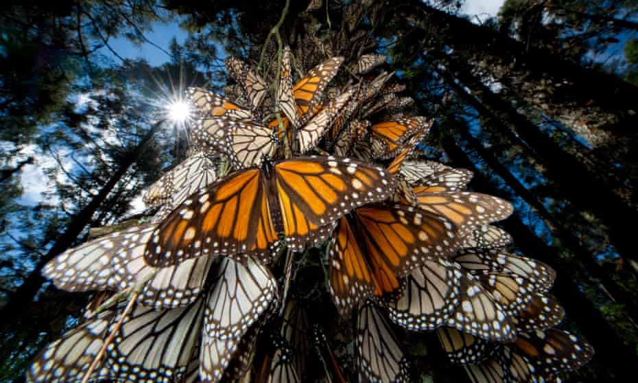 The famous migration of the North American monarch butterfly is one of the most well-documented examples of an insect species affected by climate change.