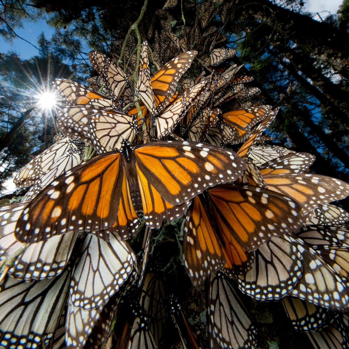 Monarch Butterfly Population Wintering In Mexico Increases 144