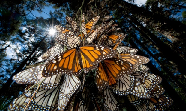  Monarch butterflies cover every inch of a tree in Sierra Chincua.
