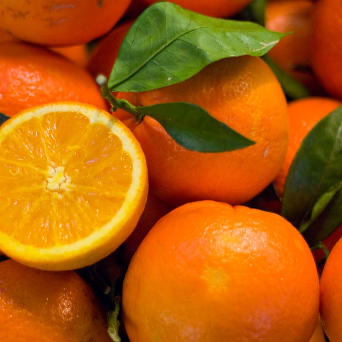 Feeling The Squeeze Florida Faces Worst Orange Harvest Crisis In A Century Florida The Guardian