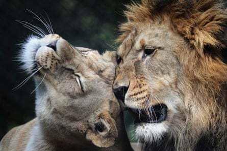 Closeup of male and female lion